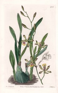 Orchid: Epidendrum Gracile - Engraved by S. Watts, from an illustration by Sarah Anne Drake, from the Botanical Register of Sydenham Edwards