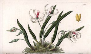 Orchid: Miniature Variety of Leptotes by Sydenham Teast Edwards