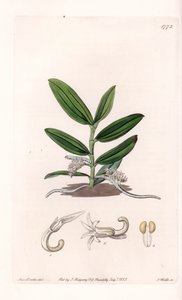 Orchid: Variety of Camphylocentrum by Sydenham Teast Edwards