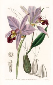 Orchid: Variety of Laelia - Plate Engraved by S. Watts, from an Illustration by Sarah Anne Drake, from the Botanical Register of Sydenham Edwards by Sydenham Teast Edwards