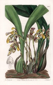 Orchid: Variety of Maxillaria, Native to South America