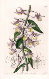 Orchid: Variety of Dendrobium, Native of Asia - Engraved by S. Watts, from an illustration by Sarah Anne Drake, from the Botanical Register of Sydenham Edwards by Sydenham Teast Edwards