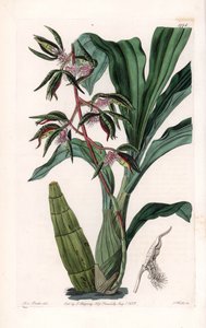 Orchid: Variety of Catasetum, Called Bearded