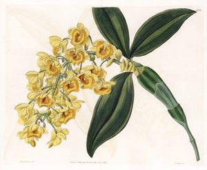 Orchid: Variety of Dendrobium - Plate Engraved by S. Watts, from an Illustration by Sarah Anne Drake, from the Botanical Register of Sydenham Edwards