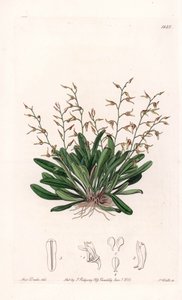Orchid: Variety of Epidendre by Sydenham Teast Edwards