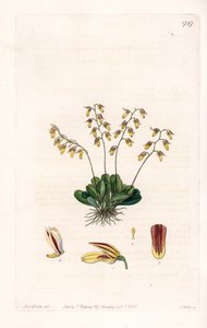 Orchid: Variety of Epidendre
