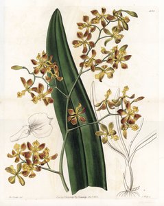 Orchid: variety of epidendrum - Engraved by S.Watts, from an illustration by Sarah Anne Drake, from the Botanical Register of Sydenham Edwards