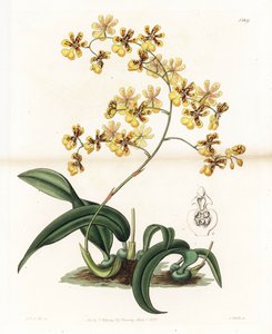 Orchid: variety of epiphytic oncidium of Brazil - Engraved by S. Watts, from an illustration by Sarah Anne Drake, from the Botanical Register of Sydenham Edwards