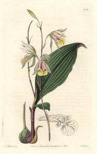 Orchid: American Bletia by Sydenham Teast Edwards