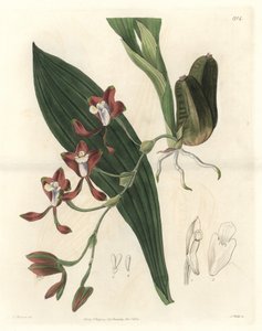 Orchidee Batemannia, native of Guyana - Water forte by S. Watts from an illustration by T. Holland, from the Botanical Register