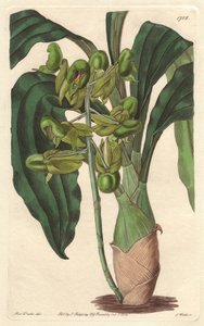 Orchidee Catasetum, native to Brazil by Sydenham Teast Edwards
