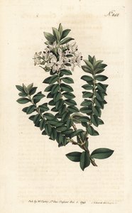 Cross-leaved speedwell, Veronica decussata. Handcoloured copperplate engraving by Sansom after an illustration by Sydenham Edwards from William Curtis