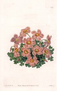 Oxalis Variete by Sydenham Teast Edwards