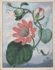Passion Flower