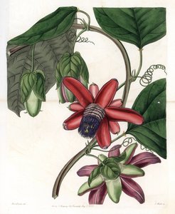 Passion Variete - Engraved by S.Watts, from an illustration by Sarah Anne Drake, from the Botanical Register of Sydenham Edwards