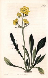 Patrinia sibirica (Altaic valerian, Valeriana ruthenica)