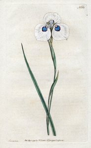 Peacock Iris - Lithography by Sydenham Edwards, plate from William Curtis