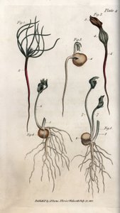 Peas, leguminous seed has different germination stages. Coloured copper engraving, illustration by Sydenham Edwards for Conferences of Botanical, Botanical Garden of Lambeth, England by Sydenham Teast Edwards
