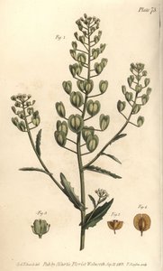 Pennycress by Sydenham Teast Edwards