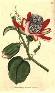 Perfumed Grenadilla - Winged Passionflower
