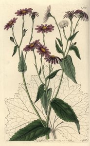 Pericallis tussilaginis (Coltsfoot-leaved groundsel, Senecio tussilaginis). Handcoloured copperplate engraving by S. Watts after an illustration by Miss Sarah Drake from Sydenham Edwards