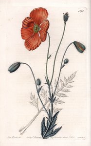 Persian Poppy Variety - Engraved by S.Watts, from an illustration by Sarah Anne Drake (1803-1857), from the Botanical Register of Sydenham Edwards (1768-1819), England