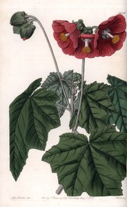 Phymosia Variete, Red Flowers, Native to Mexico