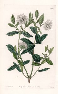 Pimelea Variete - Plate Engraved by S. Watts, from an Illustration by Sarah Anne Drake, from the Botanical Register of Sydenham Edwards