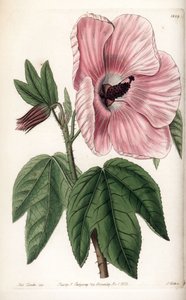 Pink Hibiscus