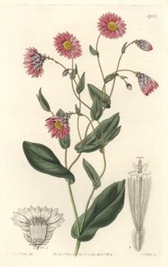 Pink Rhodanthe, Native to Australia - Engraved by S. Watts, from an illustration by Sarah Anne Drake, from the Botanical Register by Sydenham Teast Edwards