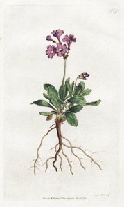 Primevere marginee - Lithograph by Sydenham Edwards, plate from William Curtis