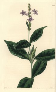 Pseuderanthemum Faecundum by Sydenham Teast Edwards