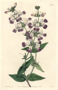 Purple Chinese Pagoda, Originally from California by Sydenham Teast Edwards