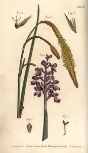 Purple orchid, Orchis mascula, Gynandria