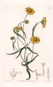 Queen Daisy of California - Engraved by S. Watts, from an Illustration by Sarah Anne Drake, from the Botanical Register of Sydenham Edwards