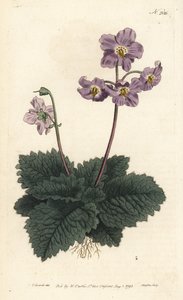Pyrenean Violet