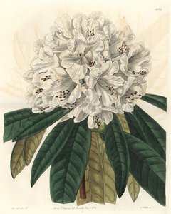Rhododendron or Azalea with White Flowers, Native to Nepal