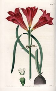 Rodophiale Bifida. Handcoloured copperplate engraving from Sydenham Edwards