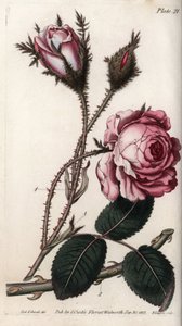 Rose, rose flower hundred leaves. Coloured copper engraving, illustration by Sydenham Edwards for Conferences of Botanical, Botanical Garden of Lambeth, England by Sydenham Teast Edwards