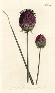 Round-headed Garlic by Sydenham Teast Edwards