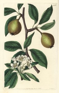 Sage-leaved Pear - Sage-leaved Pear, Pyrus salviifolia (Pyrus salvifolia). Handcoloured copperplate engraving from Sydenham Edwards
