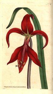 Jacobean Lily or Aztec Lily, Sprekelia Formosissima. Handcoloured Copperplate Engraving and Botanical Illustration by James Sowerby from William Curtis