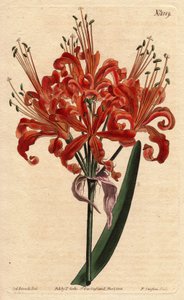 Salmon coloured amaryllis, with curly orange flowers blossoming from a single stem, Amaryllis humiliates