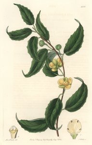 Schisandra with Yellow Flowers by Sydenham Teast Edwards