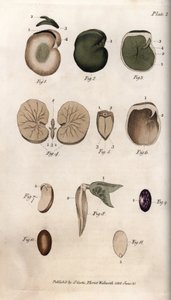 Seeds and their sections: varieties of common bean and fig seed. Coloured copper engraving, illustration by Sydenham Edwards for Conferences of Botanical, Botanical Garden of Lambeth, England