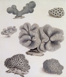 Shells and Marine Flora by Sydenham Teast Edwards
