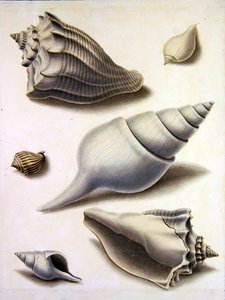 Shells and Marine Flora by Sydenham Teast Edwards