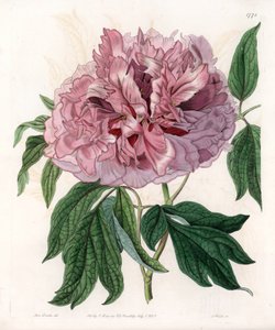 Shrub peony or sheep peony - Engraved board by S.Watts, from an illustration by Sarah Anne Drake, from the Botanical Register of Sydenham Edwards, England by Sydenham Teast Edwards