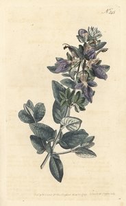 Shrubby Germander