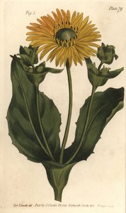 Silphium or Rosinweed by Sydenham Teast Edwards